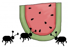 Watermelon ants jpg